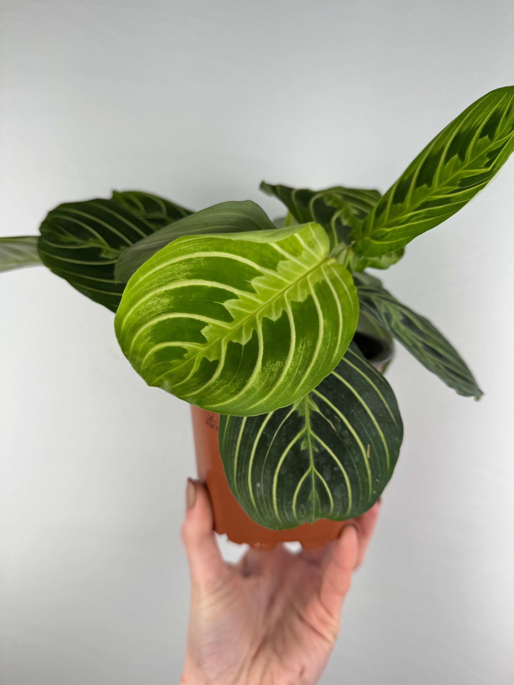 Maranta Leuconeura “Lemon Lime”