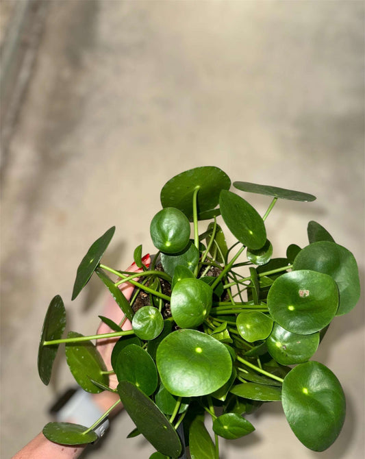 Pilea Peperomioideis