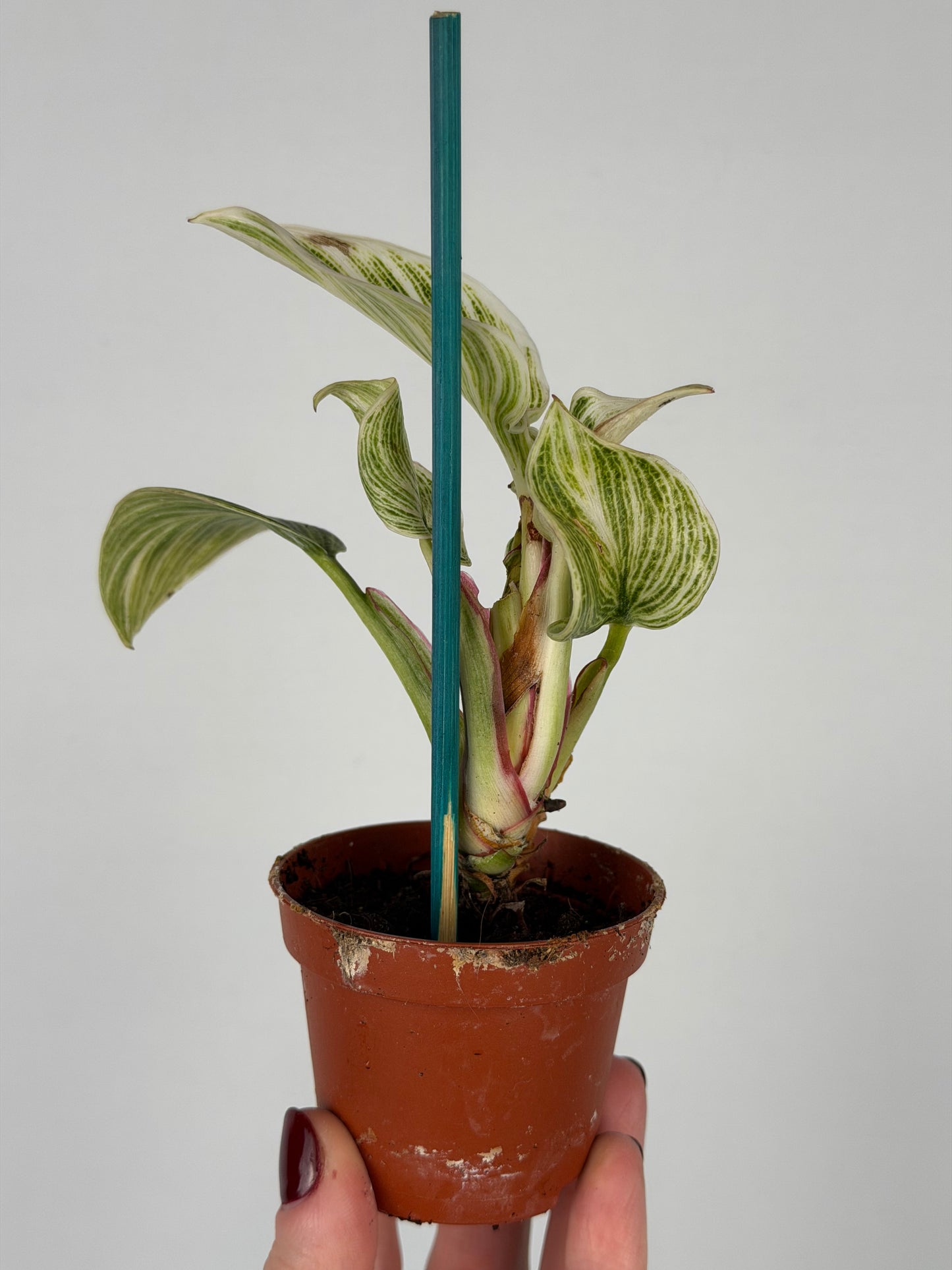 Philodendron White veins | Arlo