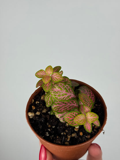 Fittonia Bundle | Mimma & Mimmetta