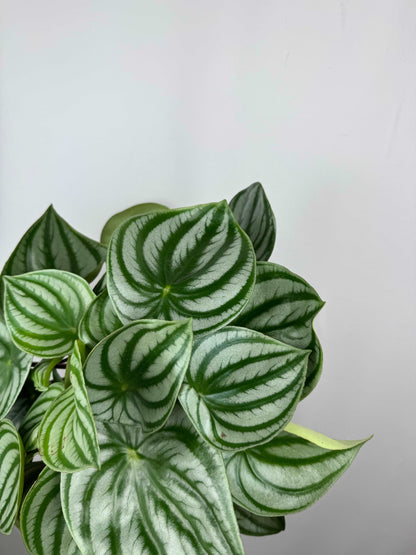 Peperomia Argyreia “Watermelon”