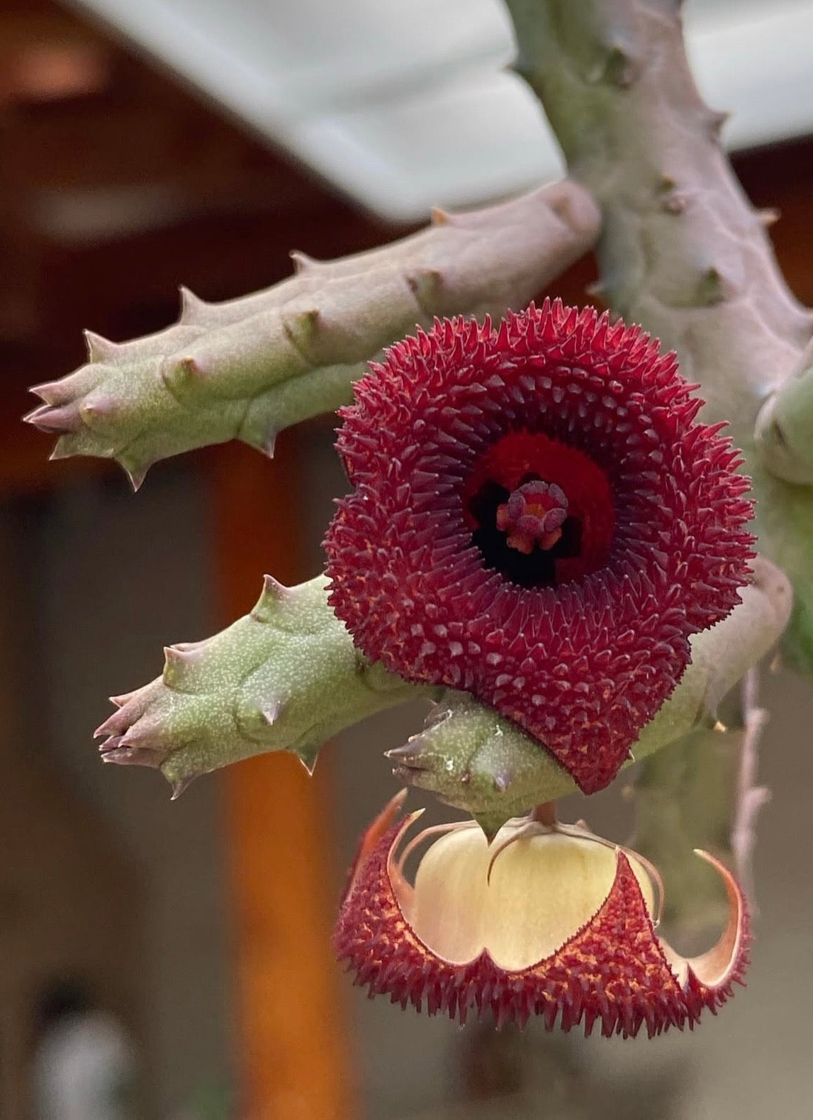 Stapelia Huernia Pendurata