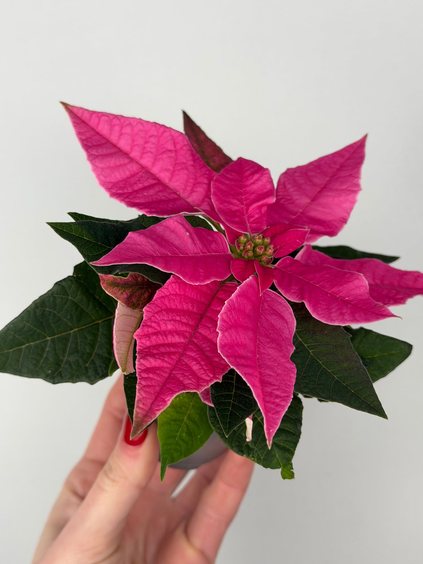 Euphorbia pul. Princettia Dark Pink