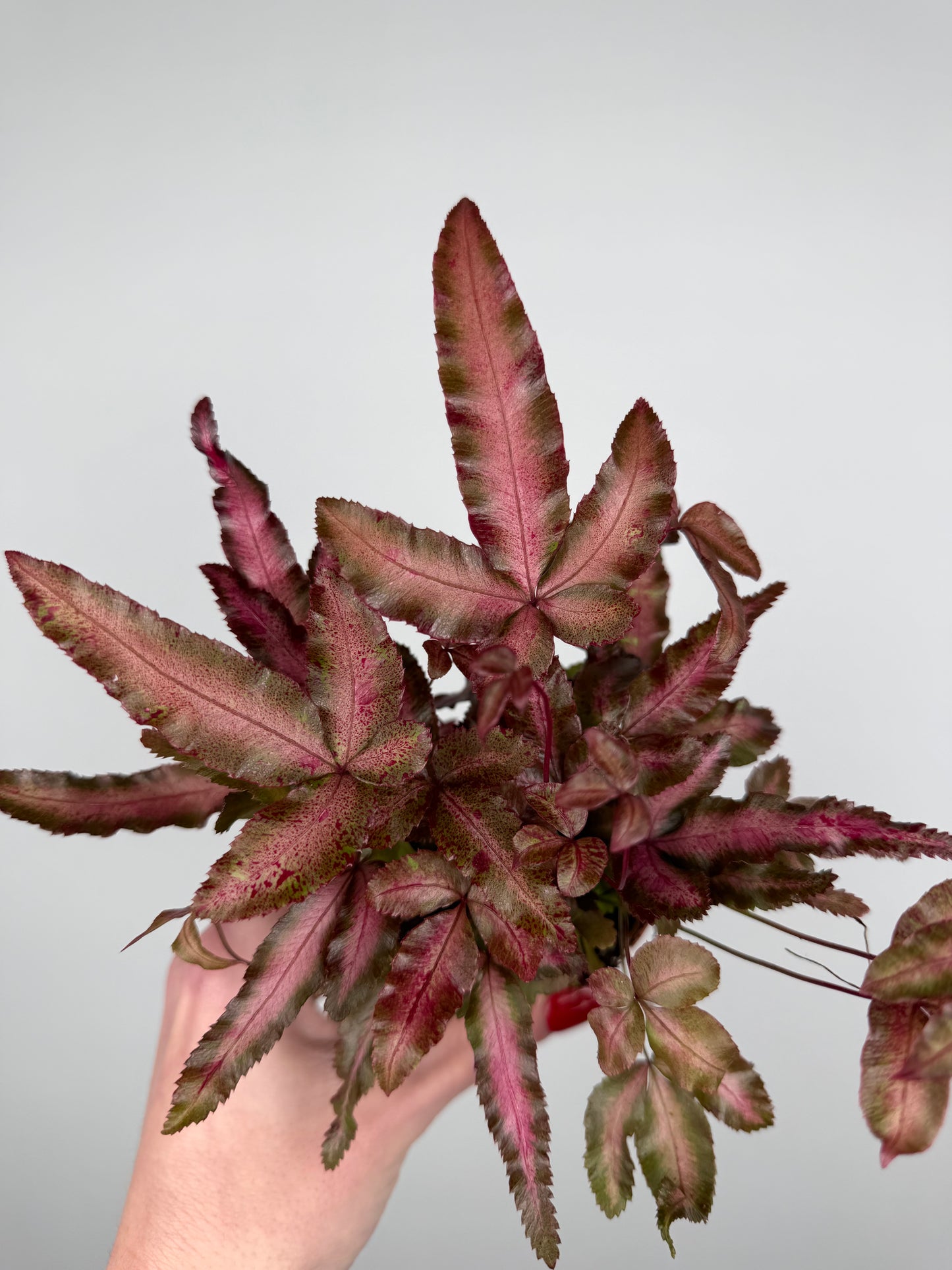 Pteris Cretica Albolineata Make up