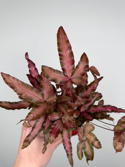 Pteris Cretica Albolineata Make up