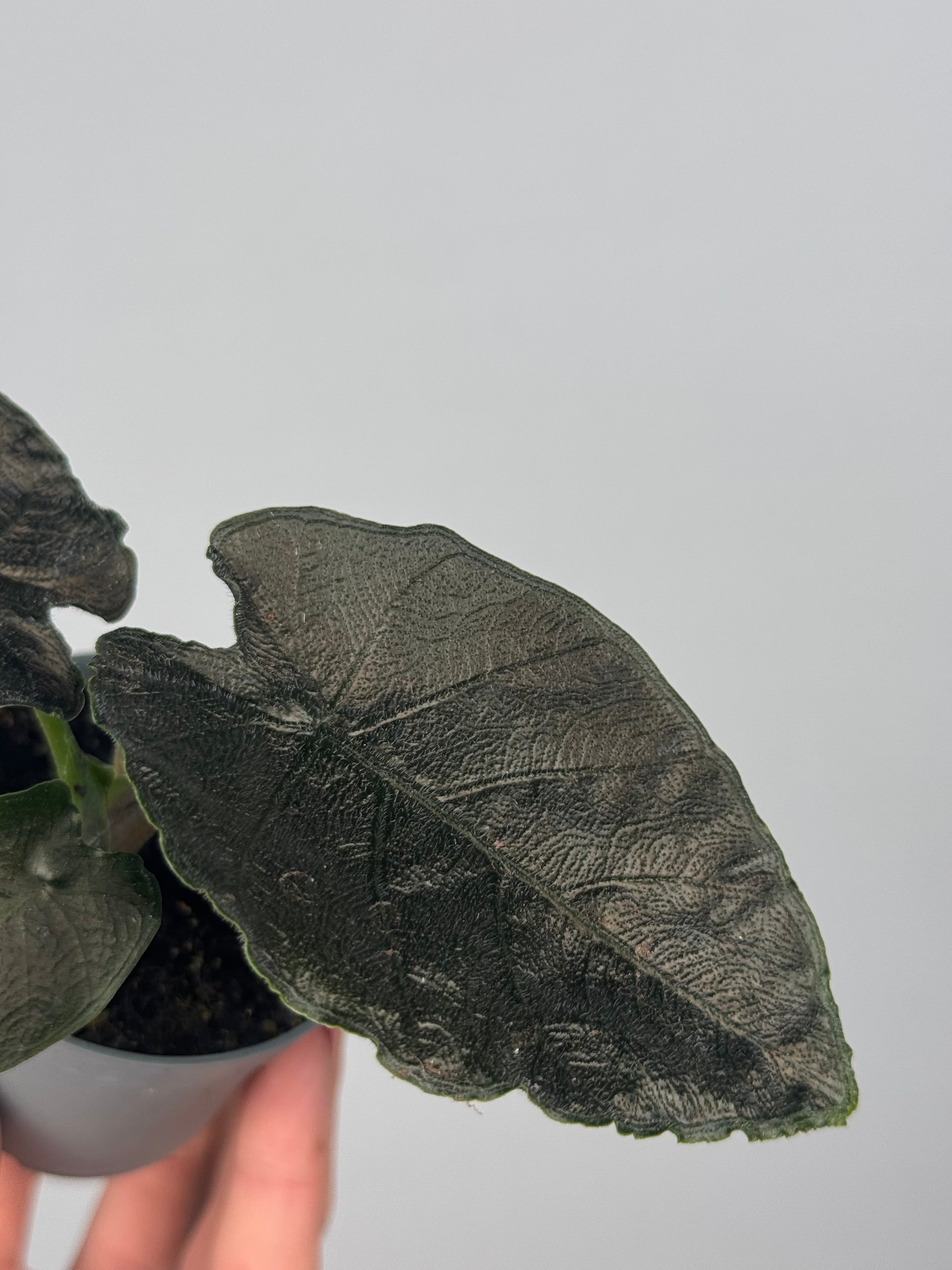 Alocasia Antoro Velvet