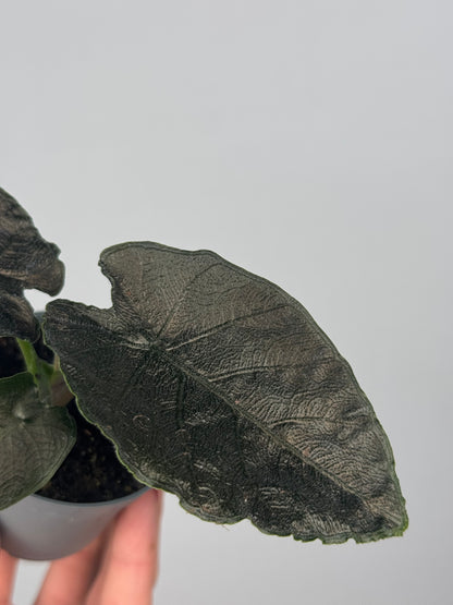 Alocasia Antoro Velvet