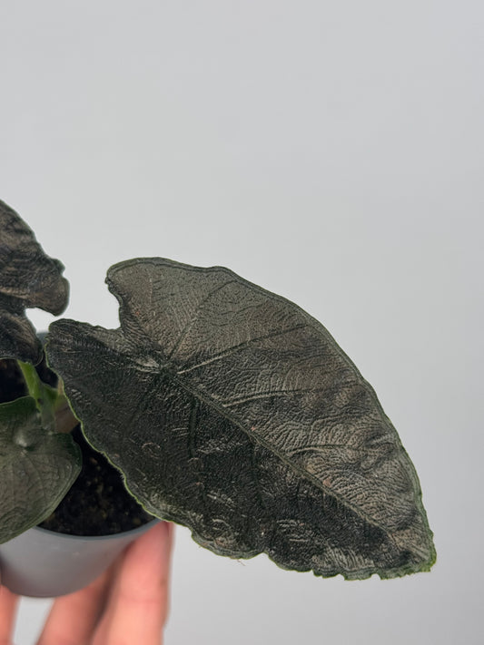 Alocasia Antoro Velvet
