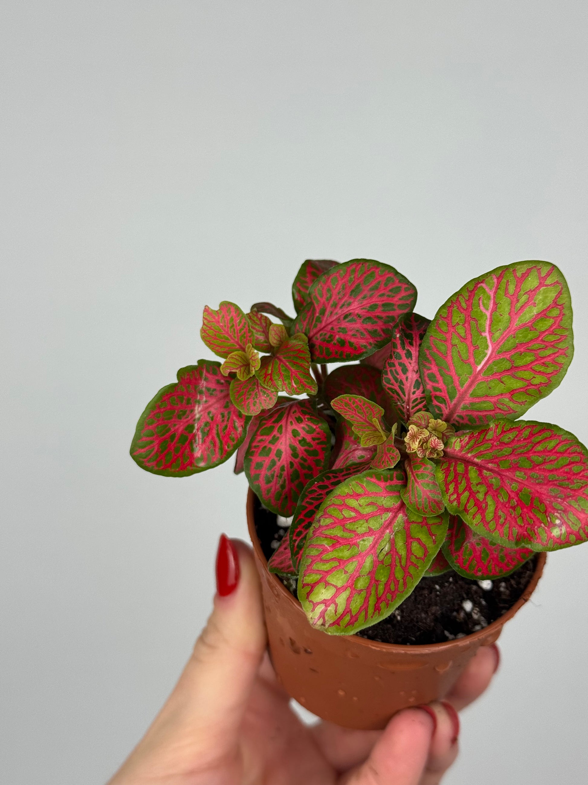 Fittonia “Skeleton”