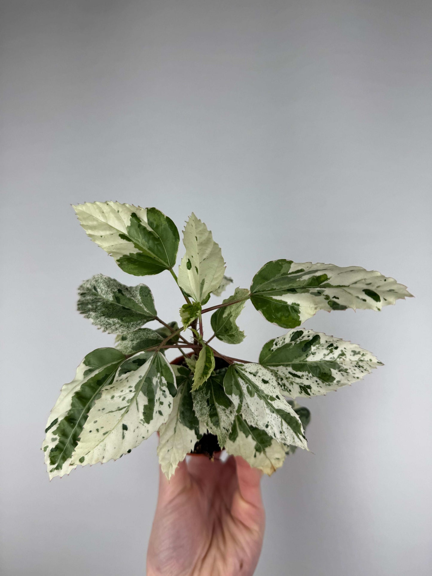 Hibiscus rosa-sinensis “Variegata”