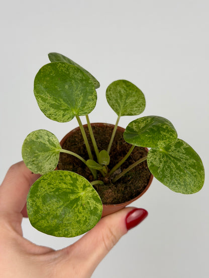 Pilea Peperomioides 'Mojito'