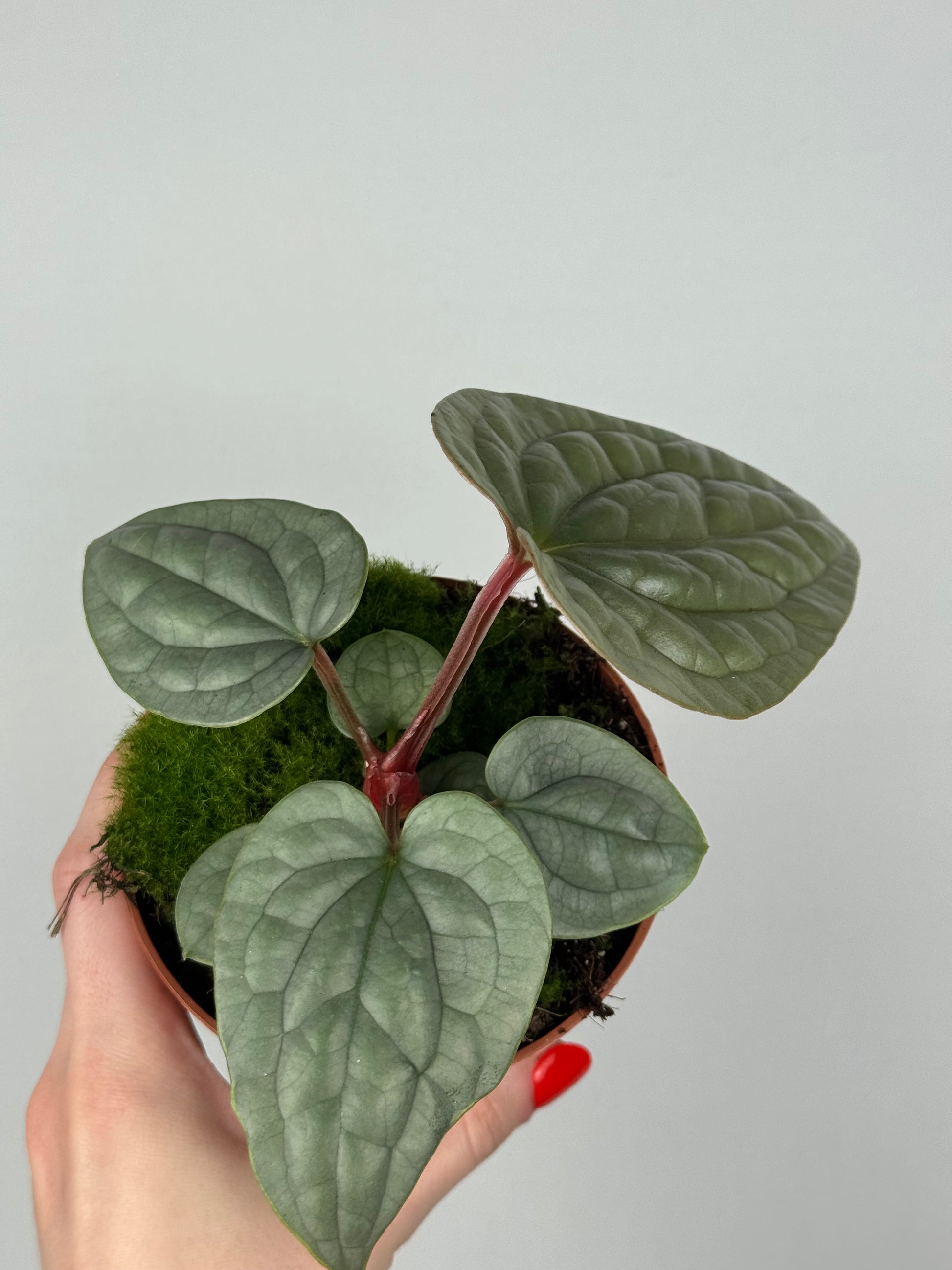 Anthurium Luxurians