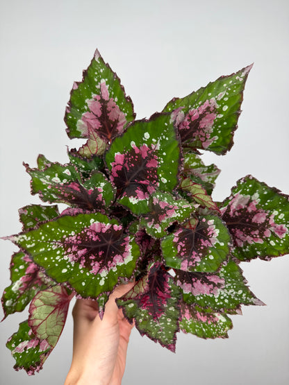 Begonia Rex “Purple Blush”