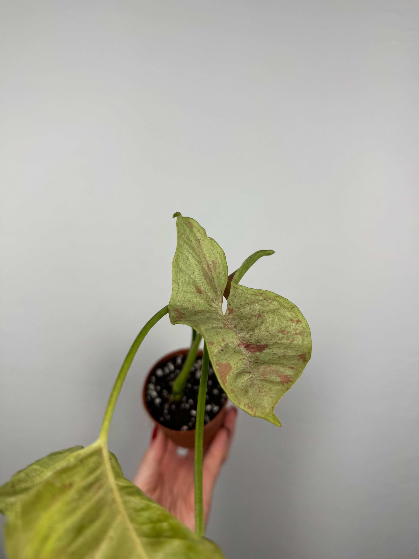 Syngonium Milk Confetti | Fabio