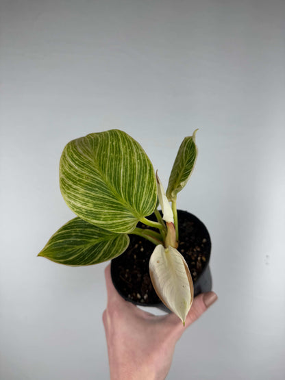 Philodendron “Birkin” | Frank
