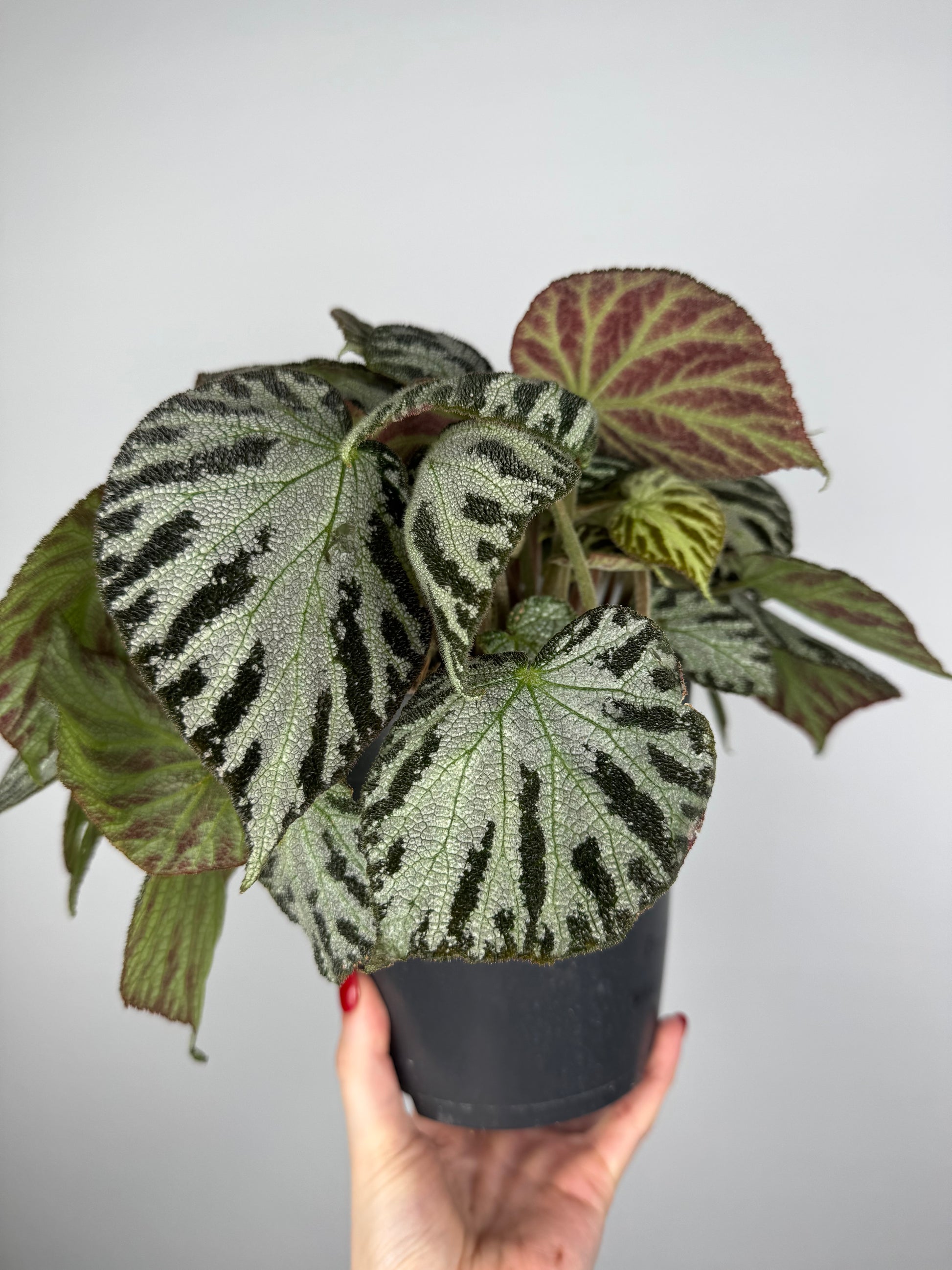 Begonia “Silver Jewel”
