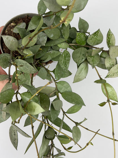 Hoya Krohniana 'Eskimo' Hoya Tropical Corner