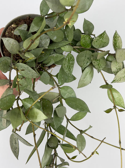 Hoya Krohniana 'Eskimo' Hoya Tropical Corner