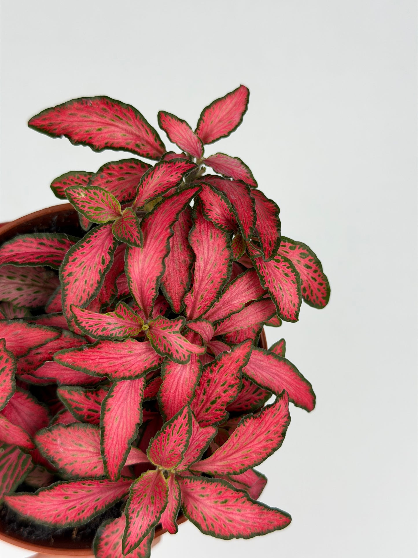Fittonia 'Forest Flame' Fittonia Tropical Corner