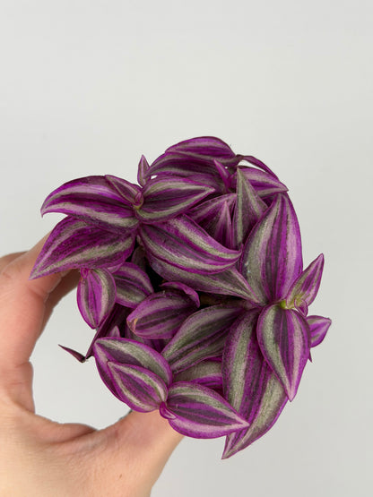 Tradescantia 'Pink Paradise'