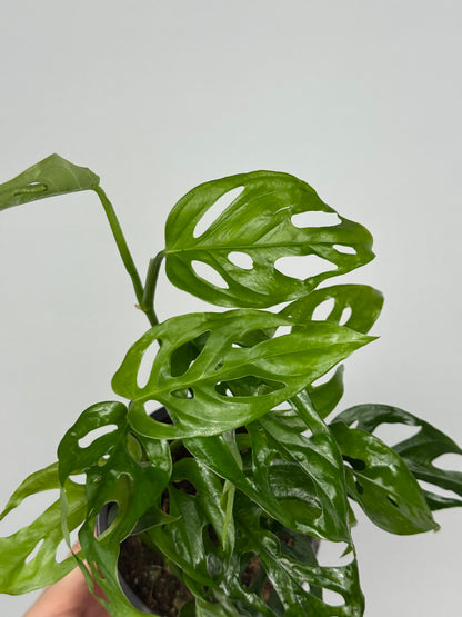 Monstera Adansonii “Monkey Mask”