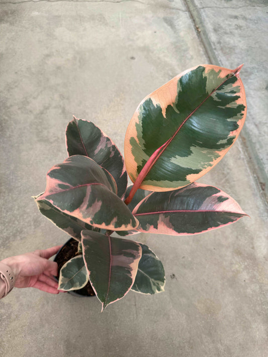 Ficus Elastica Belize “Ruby”