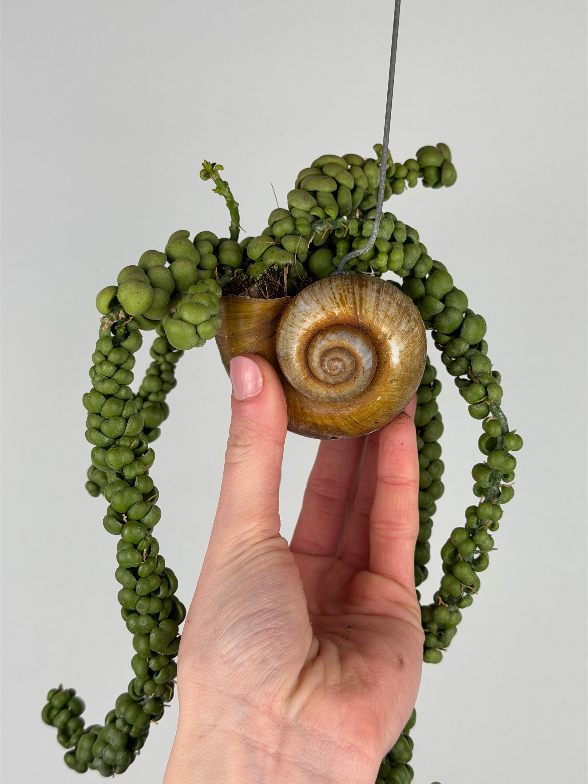 Dischidia Nummularia 'Pangolin Kisses' | Shelly hang Dischidia Tropical Corner