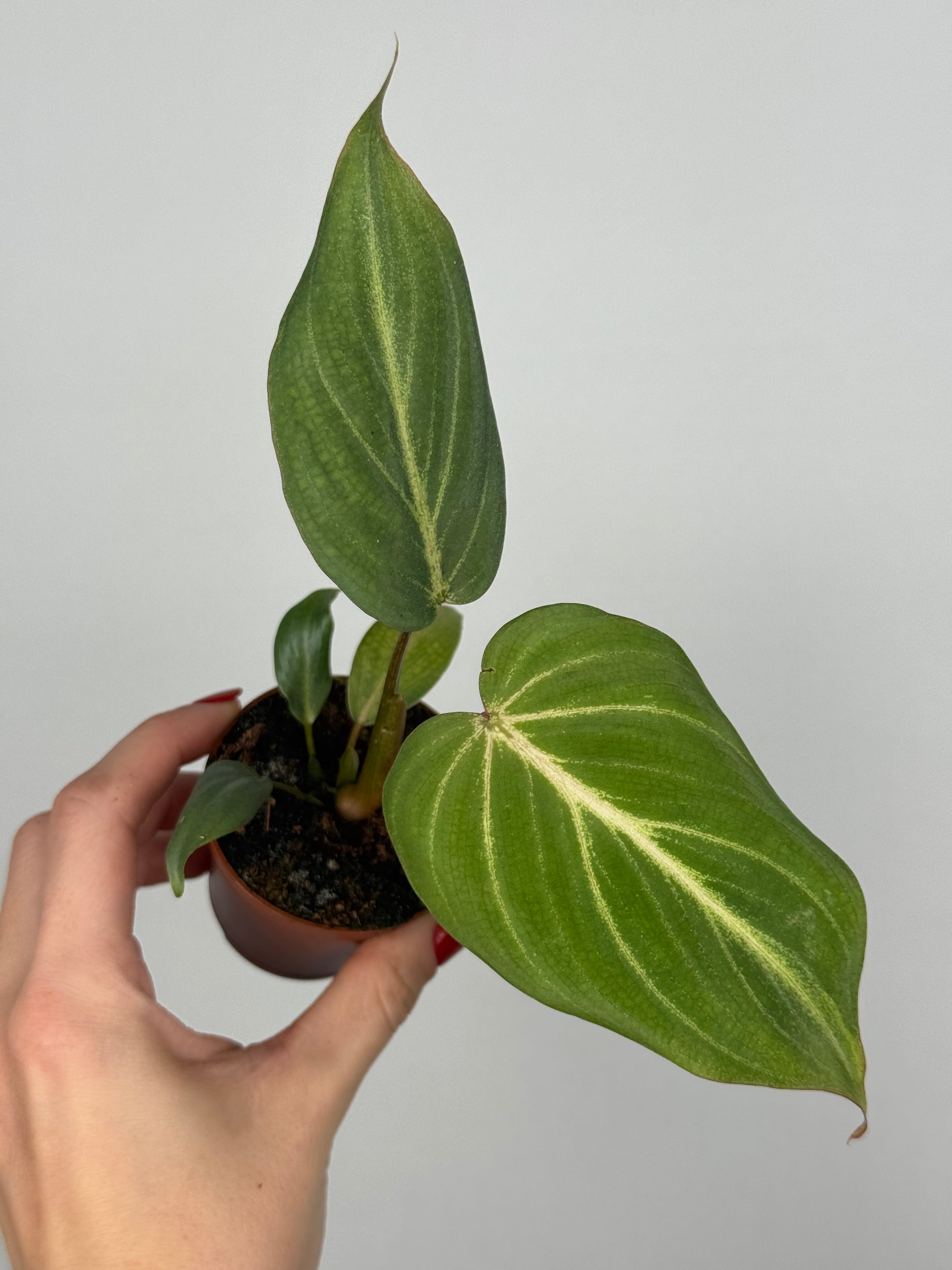 Philodendron Gloriosum