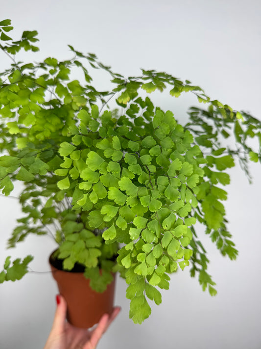 Capelvenere Adiantum Raddianum “Fragrans”