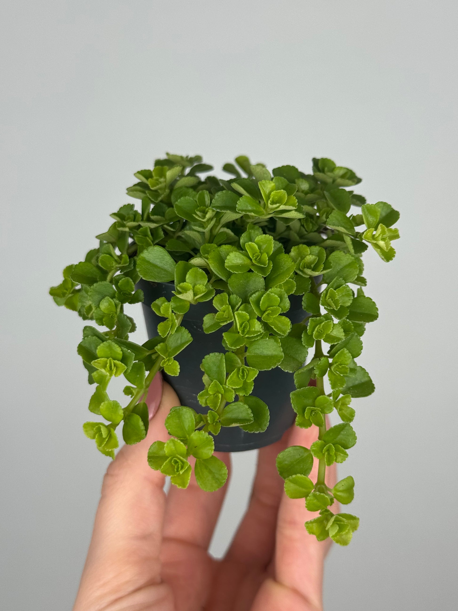 Pilea Depressa 'Sao Paulo'