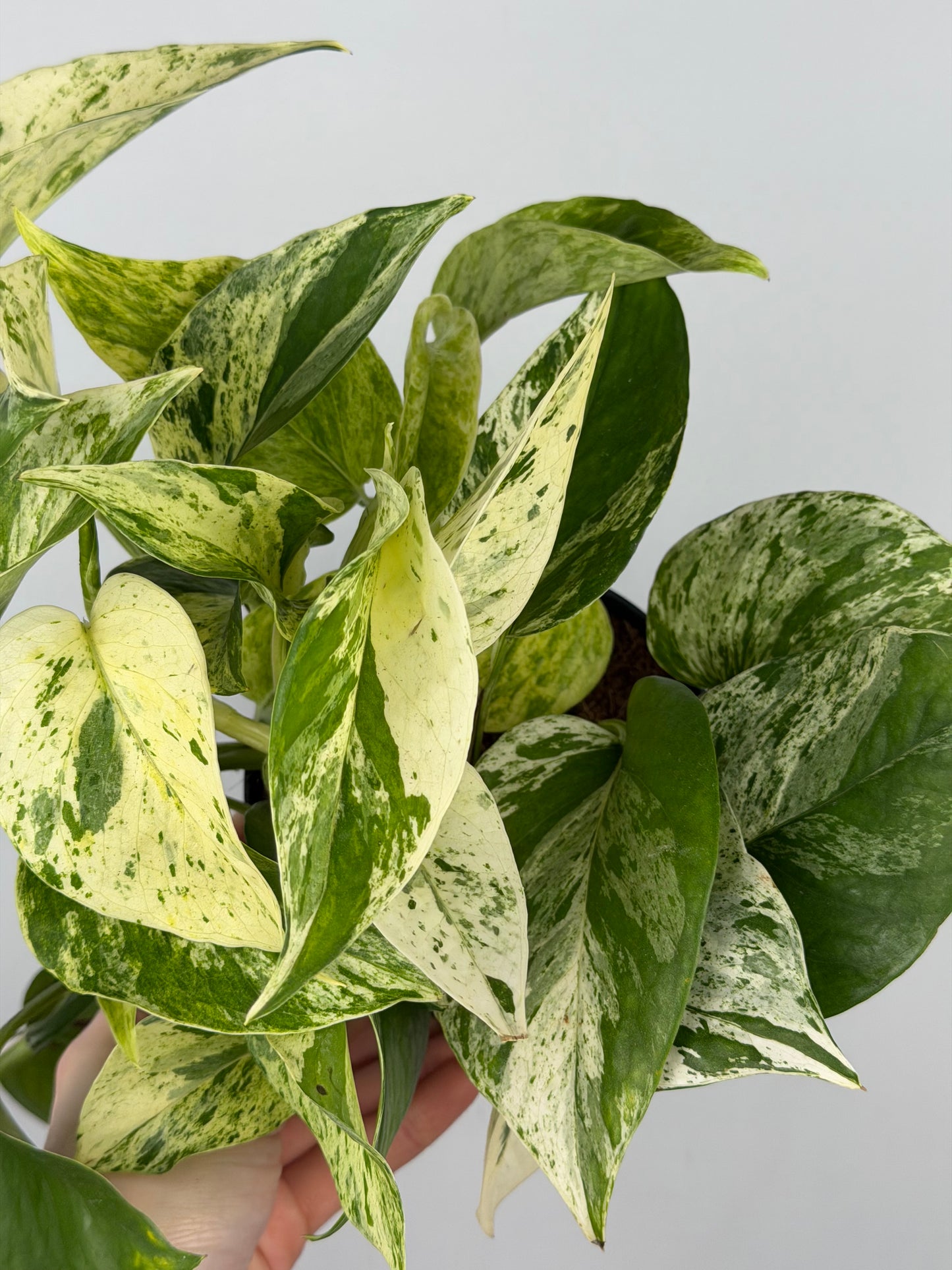 Epipremnum pinnatum Marble Queen Pothos Tropical Corner