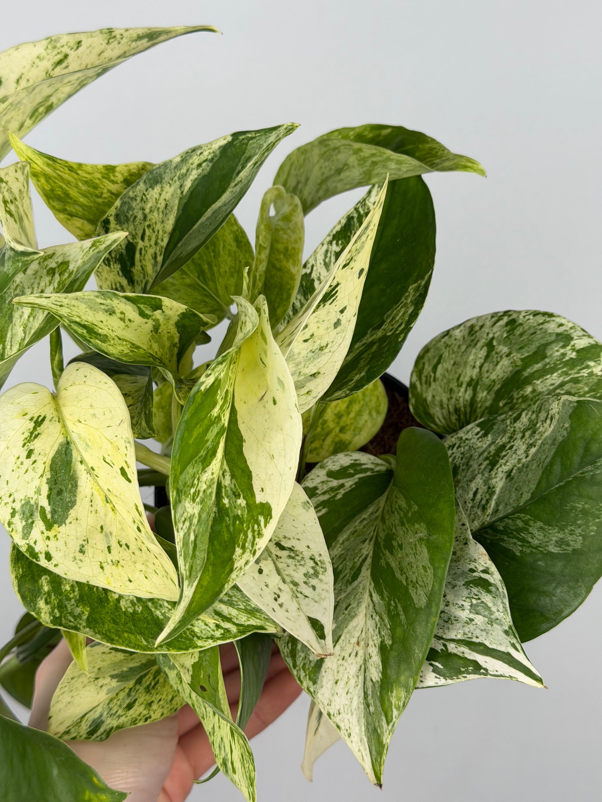 Epipremnum pinnatum Marble Queen Pothos Tropical Corner