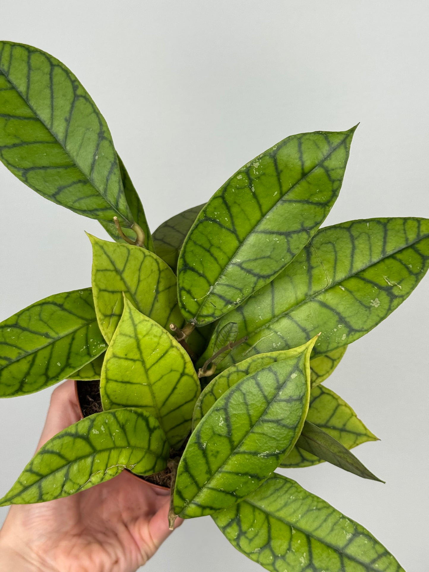 Hoya Callistophylla 'KAL 16'