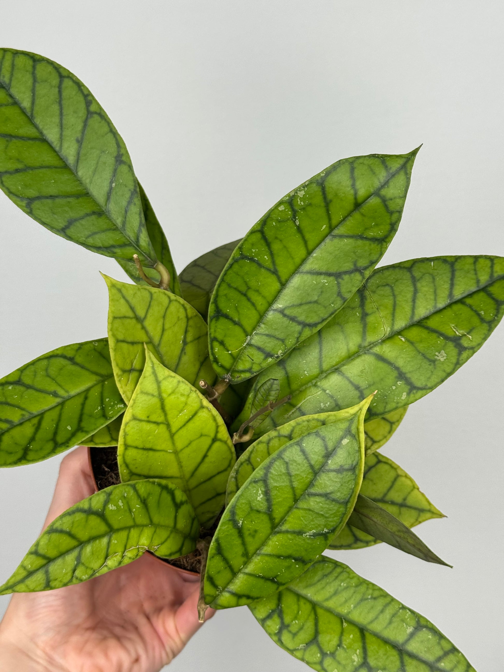 Hoya Callistophylla 'KAL 16'
