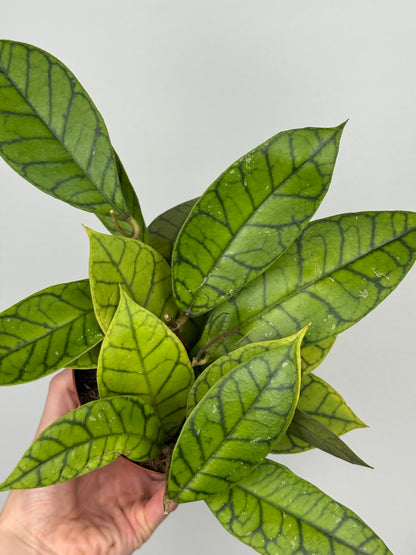 Hoya Callistophylla 'KAL 16'