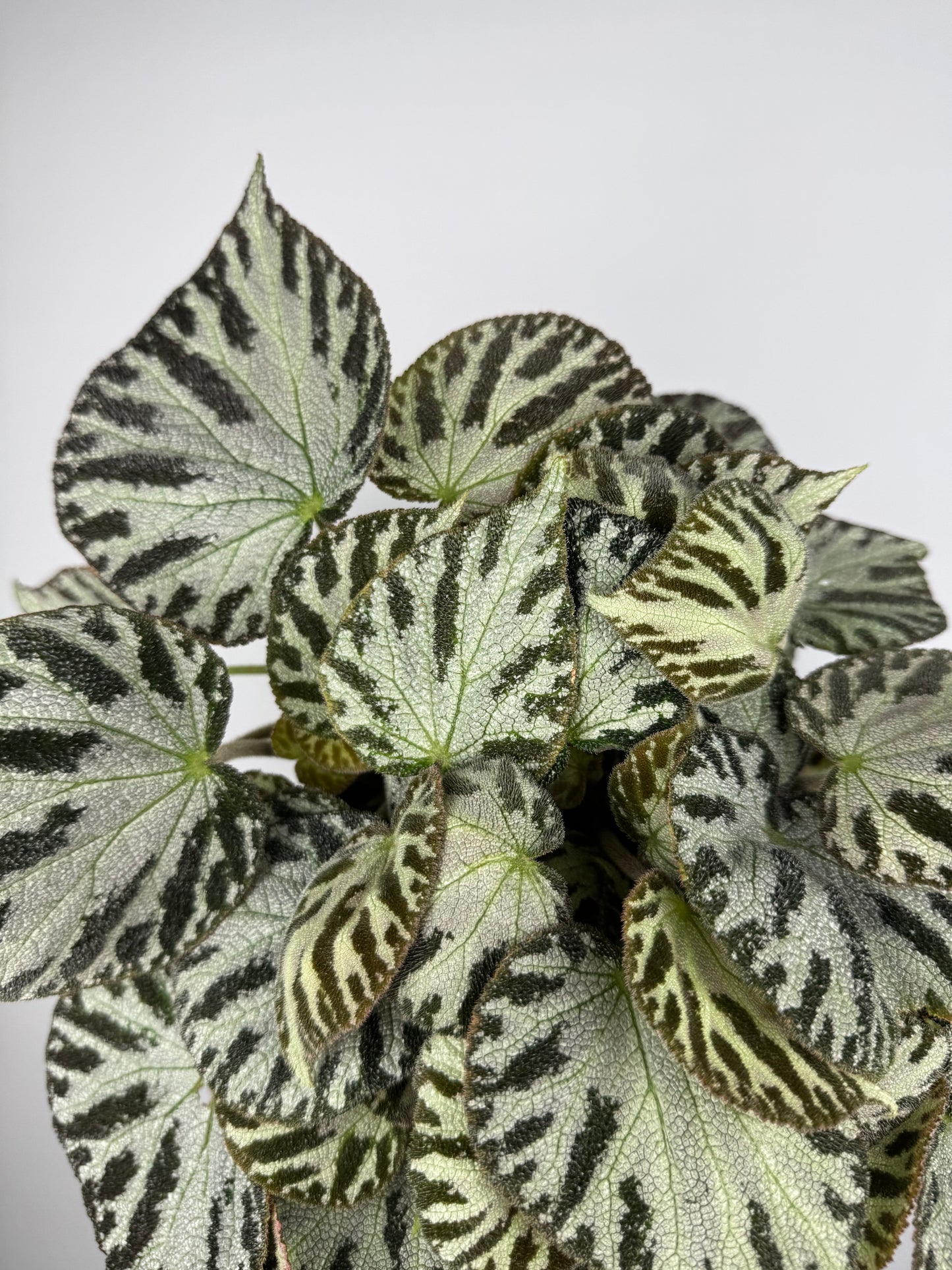 Begonia “Silver Jewel”