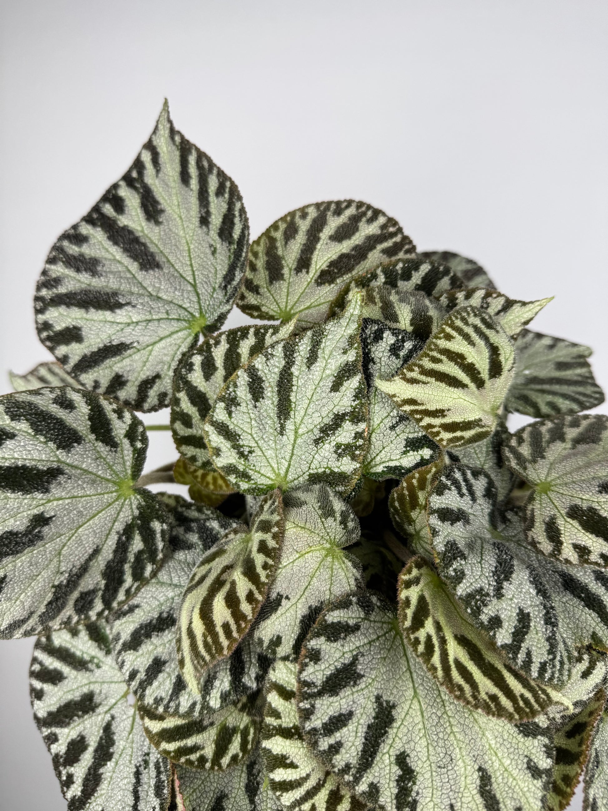 Begonia “Silver Jewel”