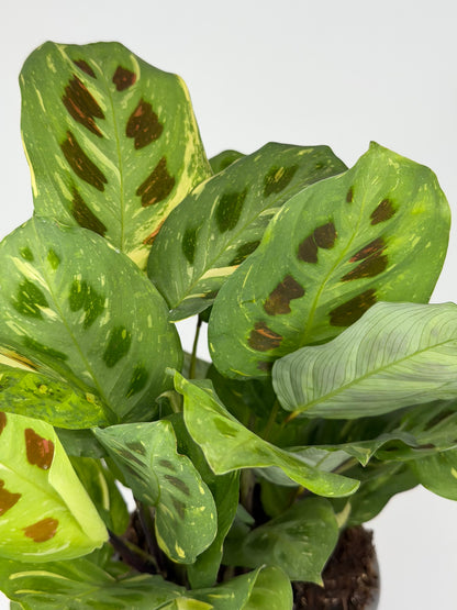Maranta Leuconeura Kerchoveana Variegata