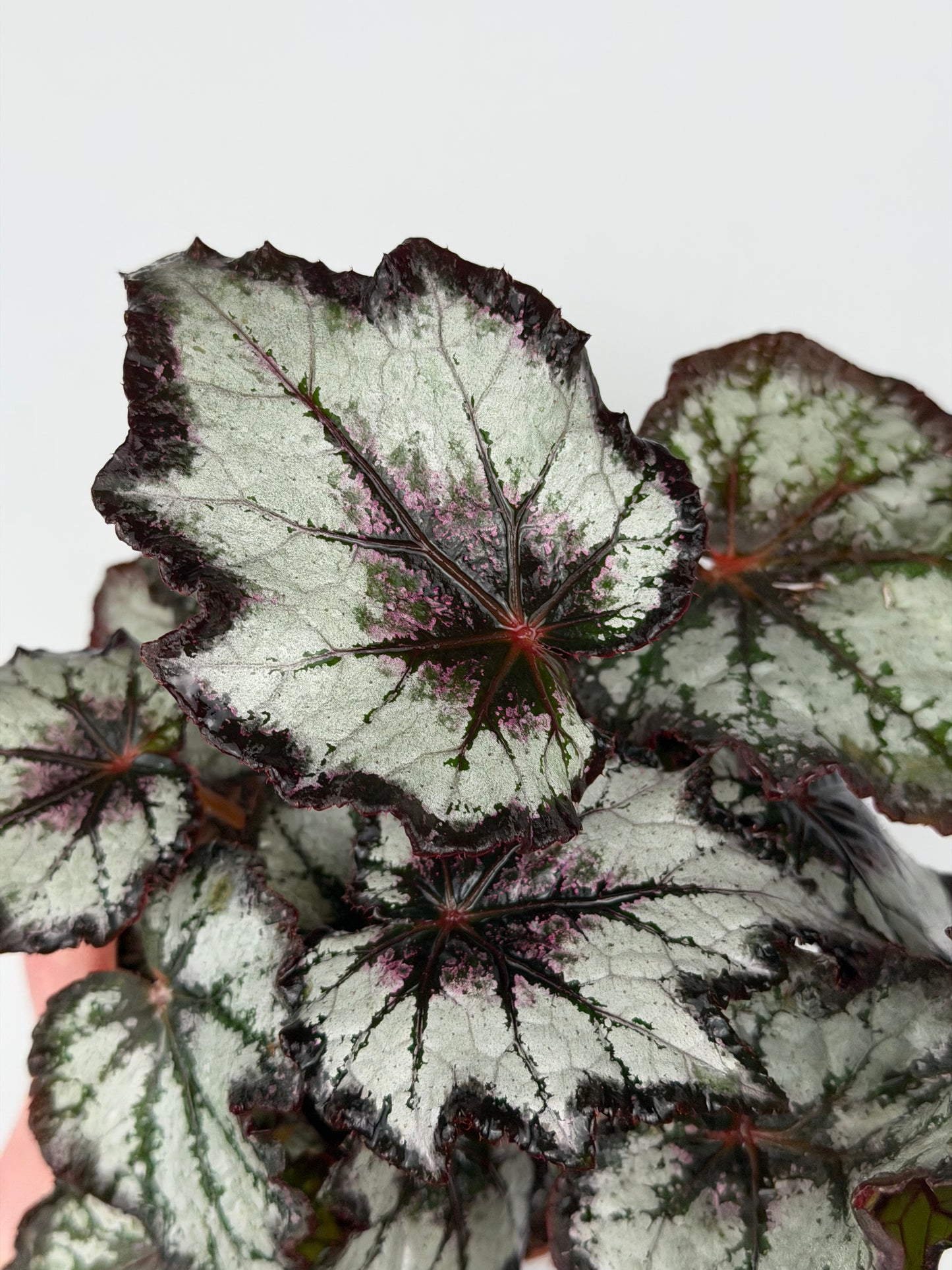 Begonia 'Bewitched Night Owl'