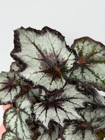 Begonia 'Bewitched Night Owl'