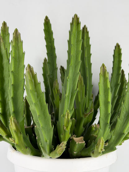Stapelia Hirsuta Stapelia Tropical Corner