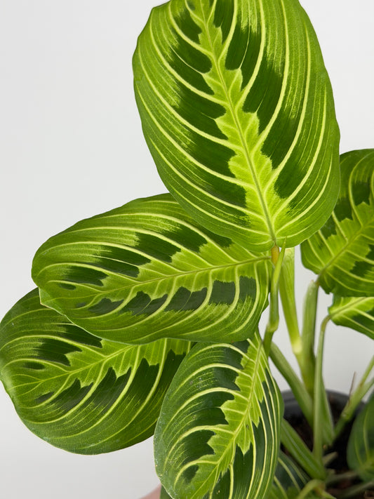 Maranta Leuconeura 'Lemon Lime'