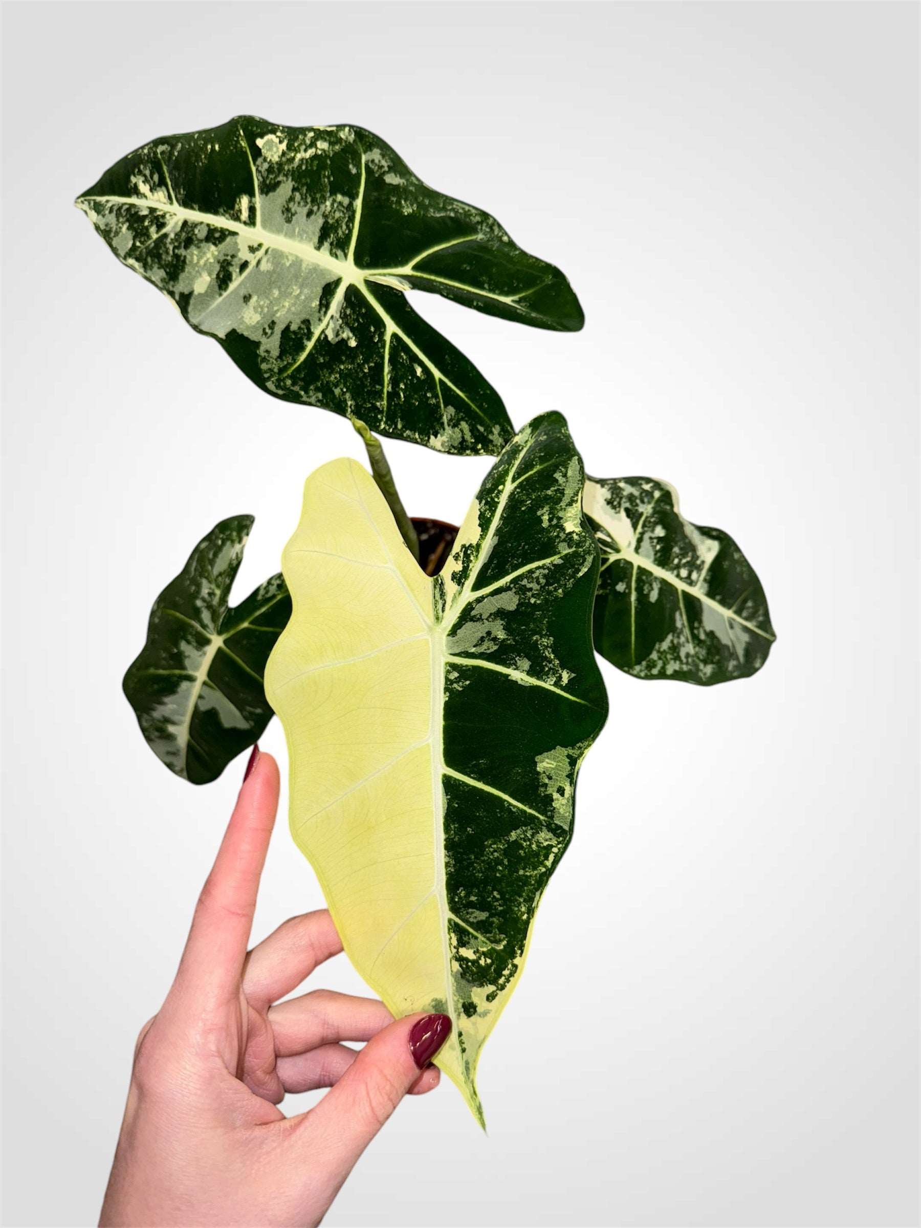 Alocasia Frydek variegata