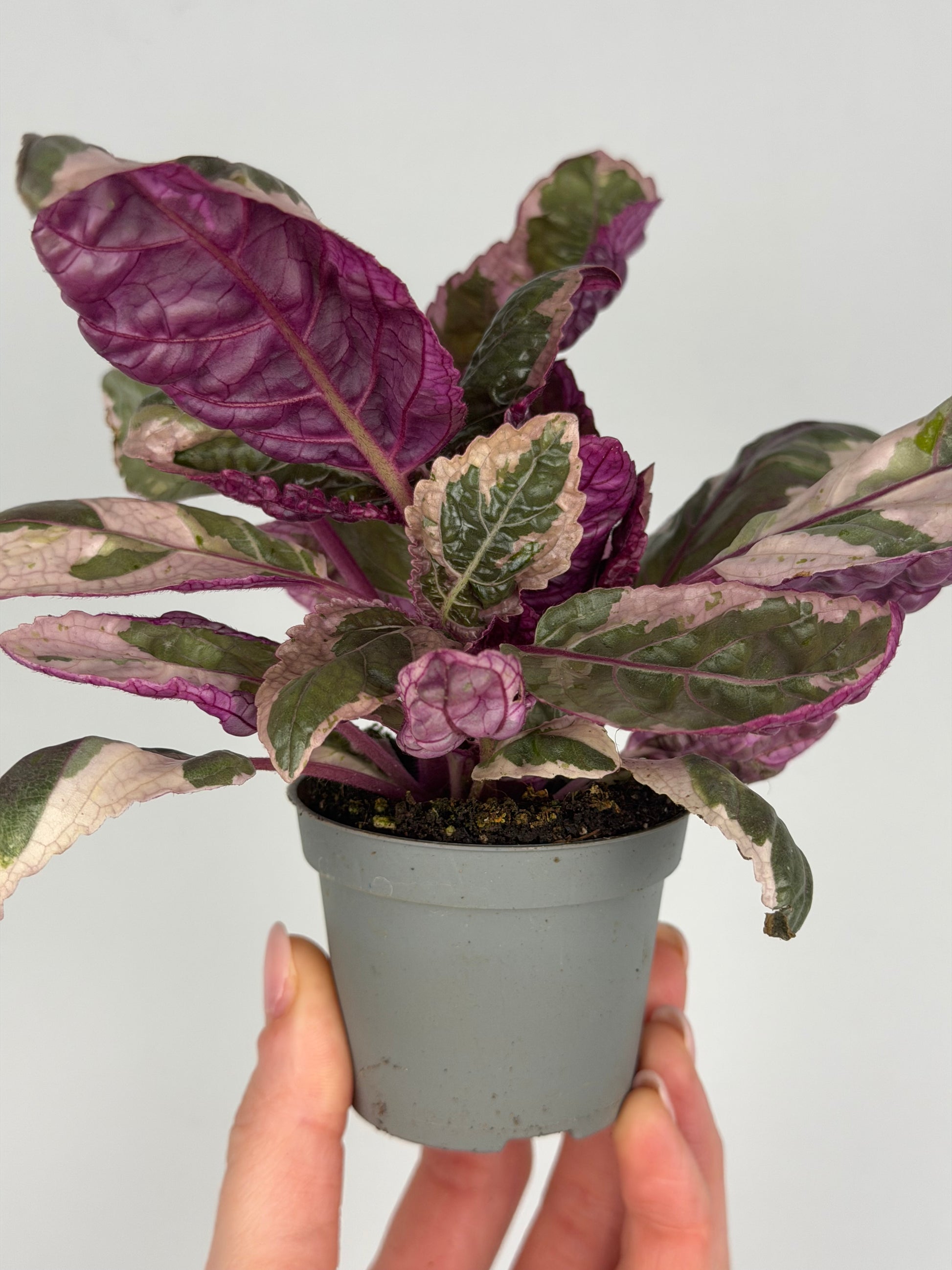 Hemigraphis alternata 'Snow White' Hemigraphis Tropical Corner