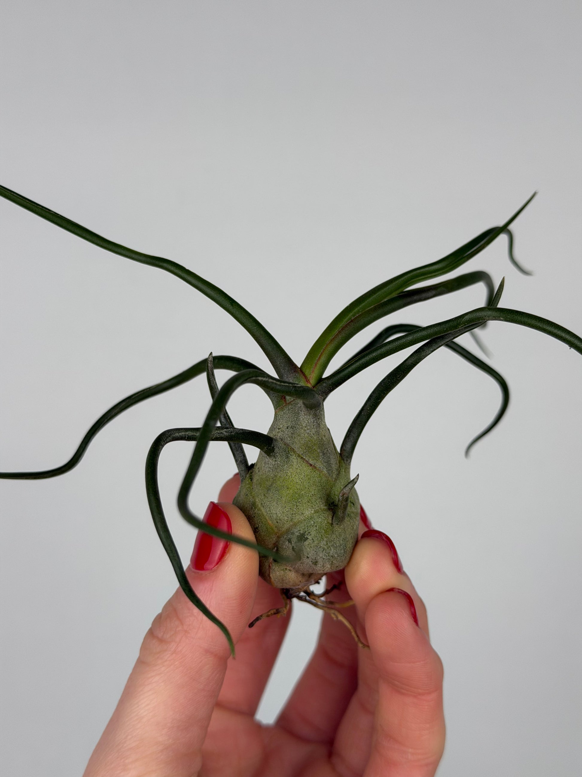 Tillandsia Bulbosa Tillandsia Tropical Corner
