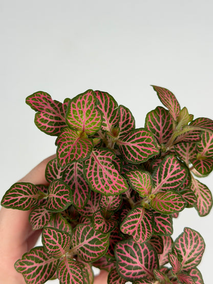 Fittonia Pink Fittonia Tropical Corner