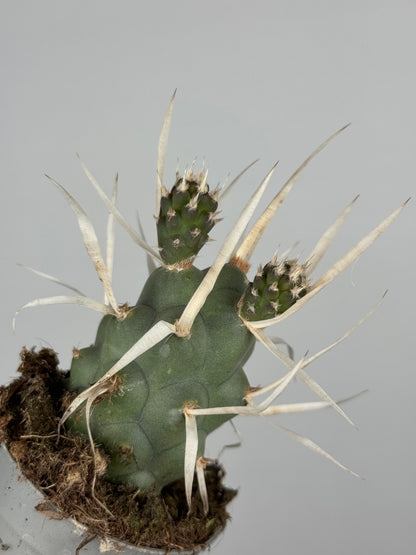 Tephrocactus articulatus papyracanthus