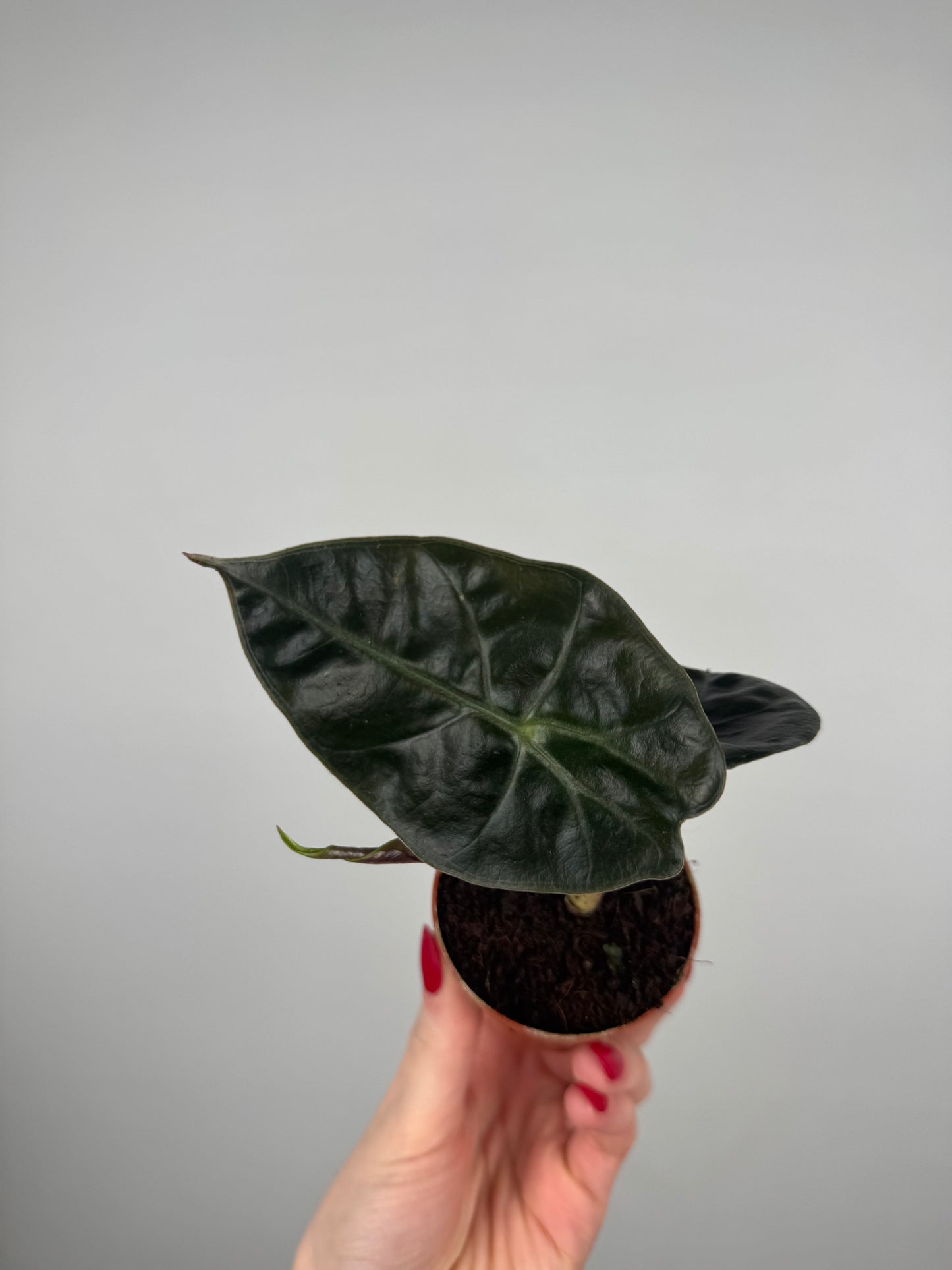 Alocasia Suhirmaniana “Red Petiole”