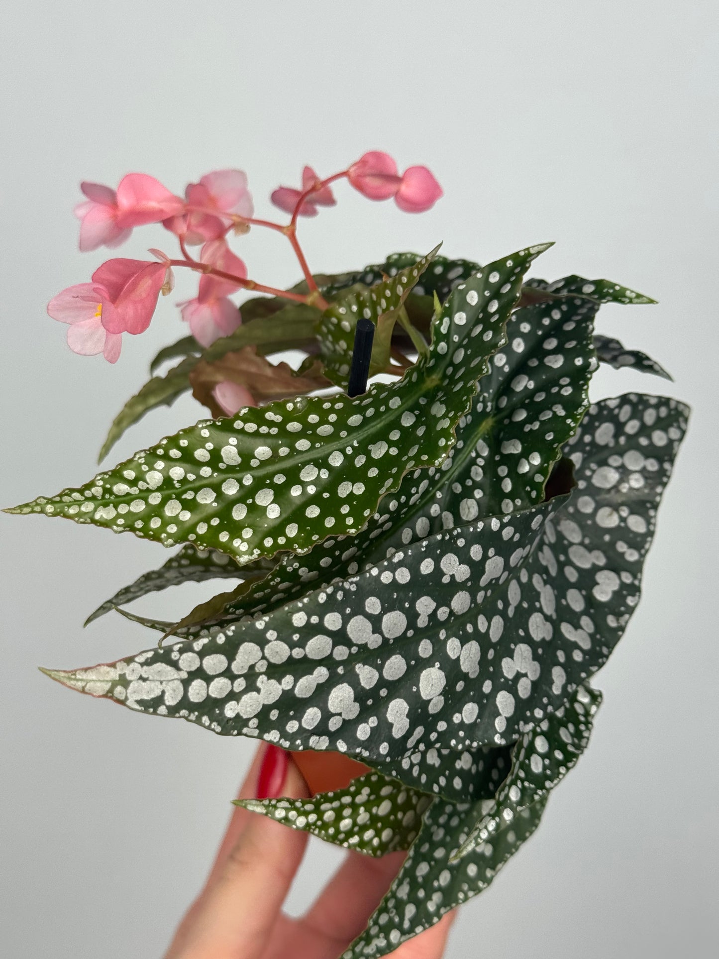 Begonia maculata “Double dot”
