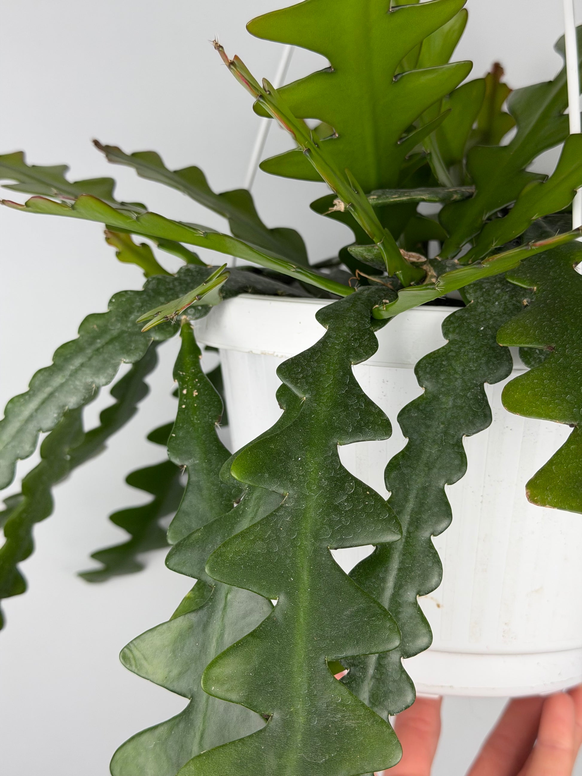 Selenicereus Anthonyanus Epiphyllum Tropical Corner